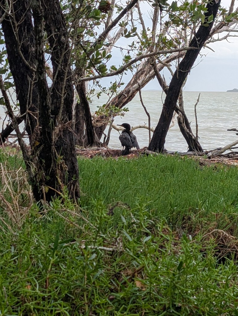 Everglades National Park
Everglades
National Parks
Florida
Florida Nature
Birds
Anhinga
Alligators
Traveling with the Trapps