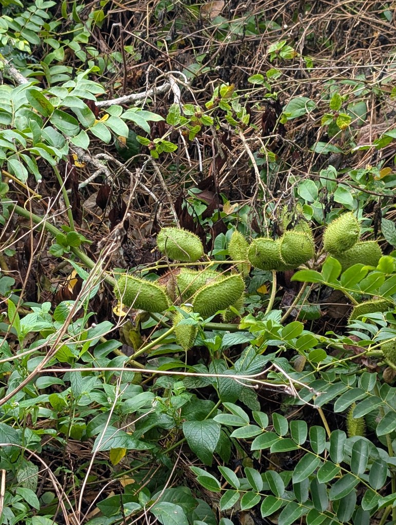 Everglades National Park
Everglades
National Parks
Florida
Florida Nature
Birds
Anhinga
Alligators
Traveling with the Trapps