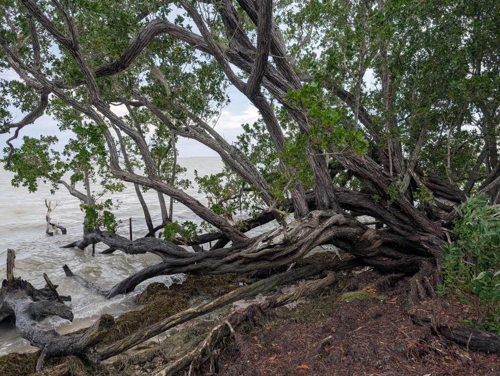 Everglades National Park
Everglades
National Parks
Florida
Florida Nature
Birds
Anhinga
Alligators
Traveling with the Trapps