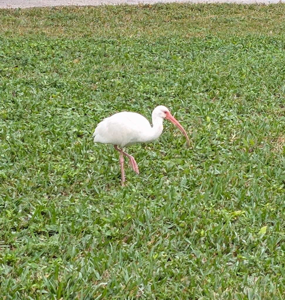 Everglades National Park
Everglades
National Parks
Florida
Florida Nature
Birds
Anhinga
Alligators
Traveling with the Trapps