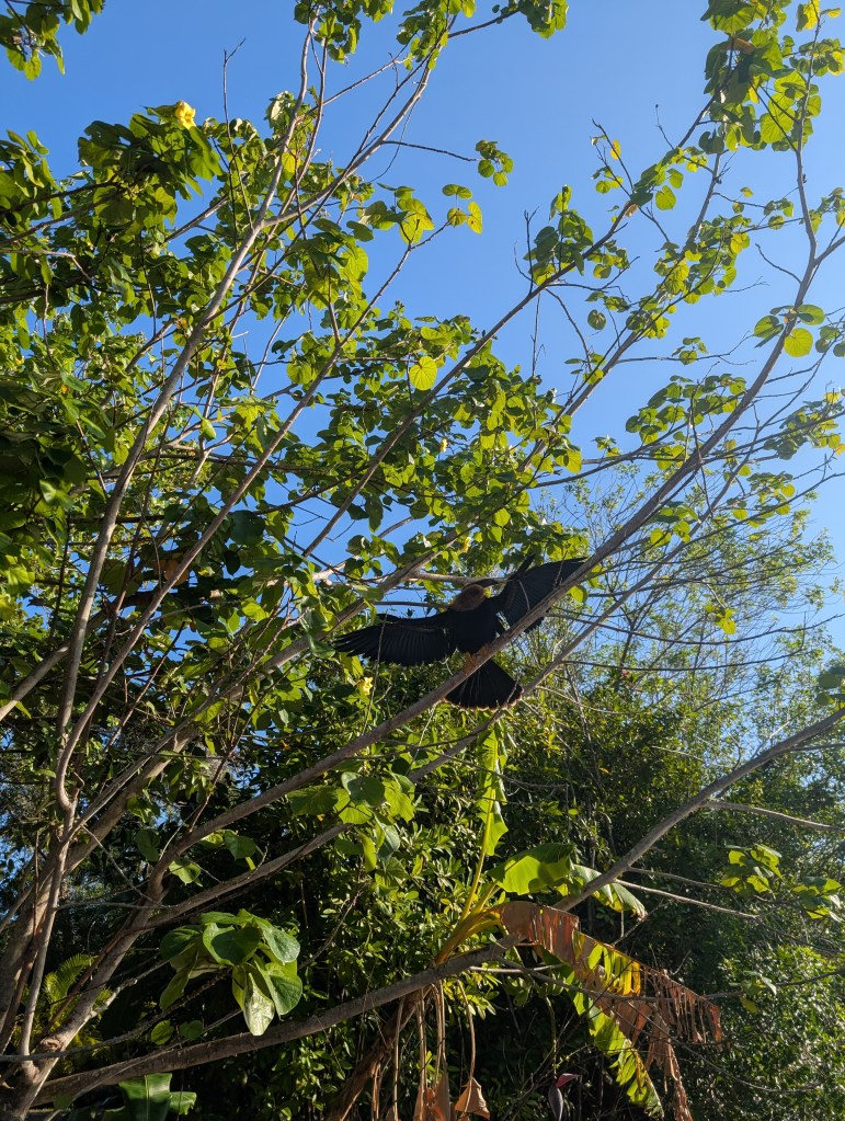 Everglades
Florida
Florida Nature
Birds
Anhinga
Alligators
Everglades Alligator Farm
Traveling with the Trapps