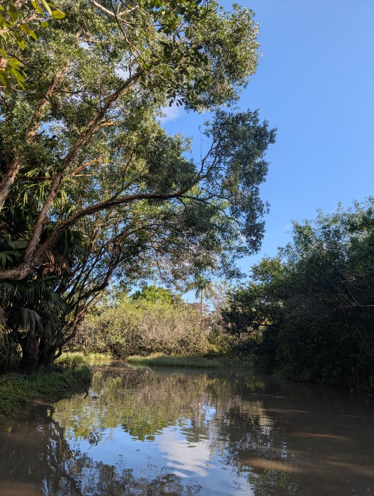 Everglades
Florida
Florida Nature
Birds
Anhinga
Alligators
Everglades Alligator Farm
Traveling with the Trapps