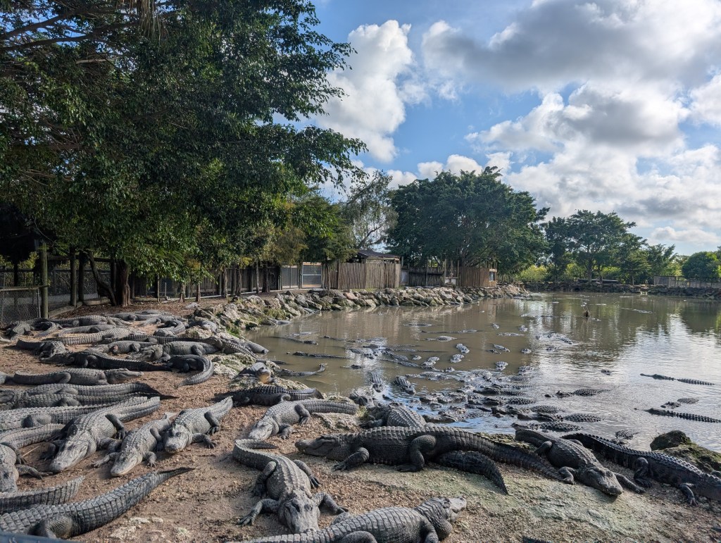 Everglades
Florida
Florida Nature
Birds
Anhinga
Alligators
Everglades Alligator Farm
Traveling with the Trapps