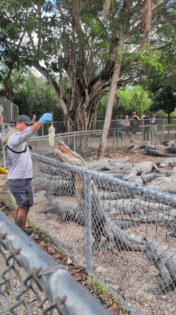 Everglades
Florida
Florida Nature
Birds
Anhinga
Alligators
Everglades Alligator Farm
Traveling with the Trapps