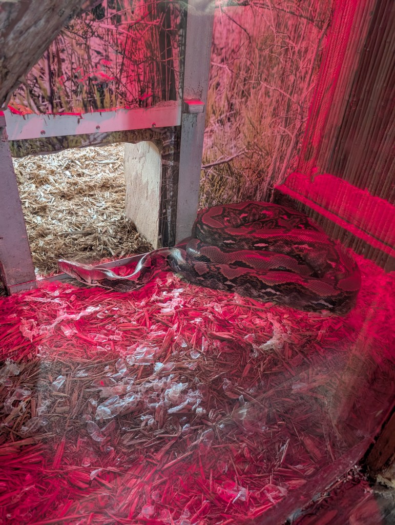 Everglades
Florida
Florida Nature
Birds
Anhinga
Alligators
Everglades Alligator Farm
Traveling with the Trapps