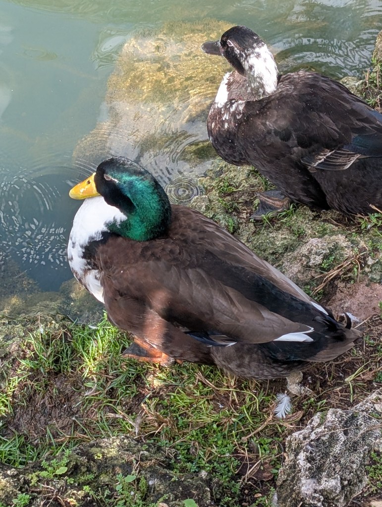 Everglades
Florida
Florida Nature
Birds
Anhinga
Alligators
Everglades Alligator Farm
Traveling with the Trapps