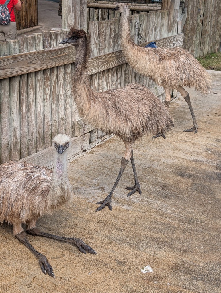 Everglades
Florida
Florida Nature
Birds
Anhinga
Alligators
Everglades Alligator Farm
Traveling with the Trapps