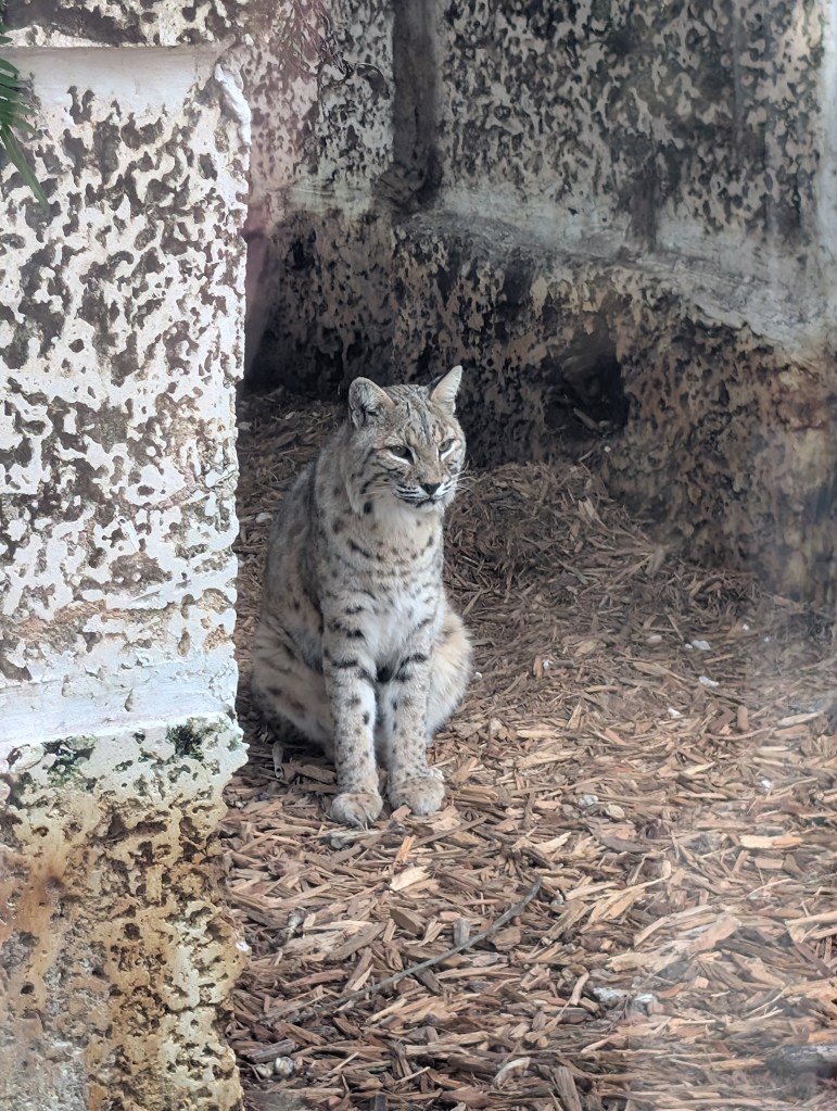 Everglades
Florida
Florida Nature
Birds
Anhinga
Alligators
Everglades Alligator Farm
Traveling with the Trapps