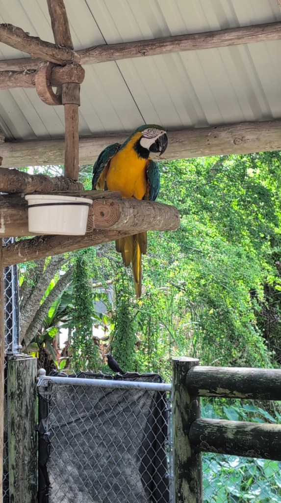 Everglades
Florida
Florida Nature
Birds
Anhinga
Alligators
Everglades Alligator Farm
Traveling with the Trapps