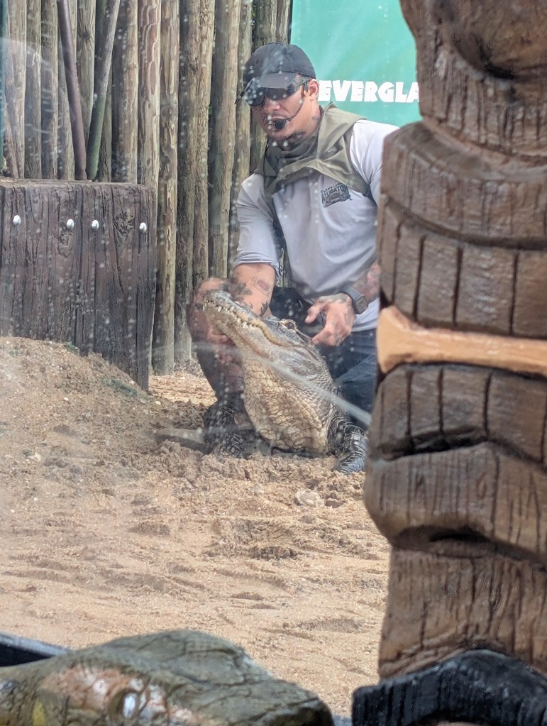 Everglades
Florida
Florida Nature
Birds
Anhinga
Alligators
Everglades Alligator Farm
Traveling with the Trapps