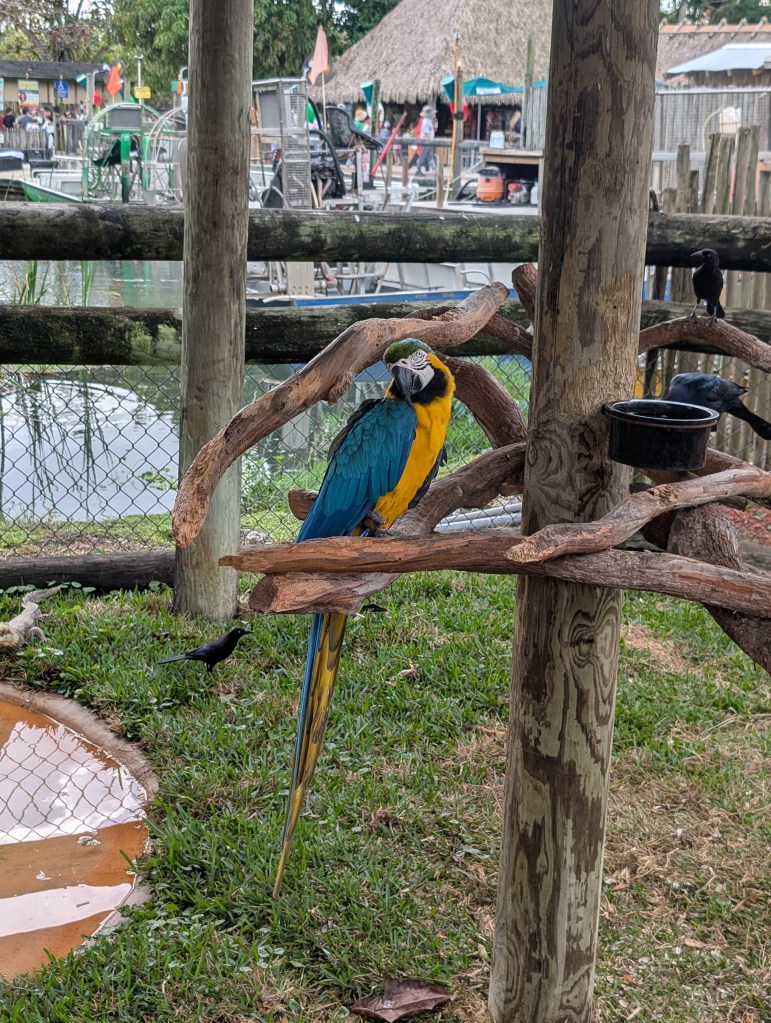 Everglades
Florida
Florida Nature
Birds
Anhinga
Alligators
Everglades Alligator Farm
Traveling with the Trapps