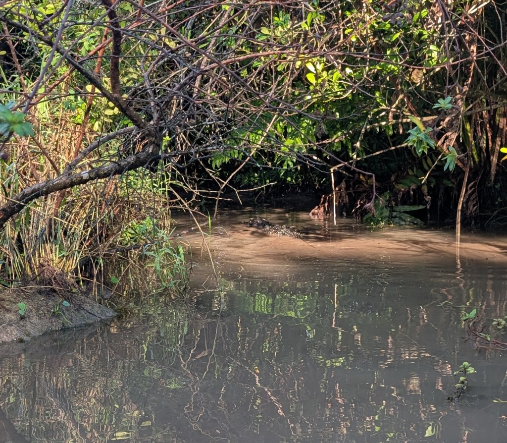 Everglades
Florida
Florida Nature
Birds
Anhinga
Alligators
Everglades Alligator Farm
Traveling with the Trapps