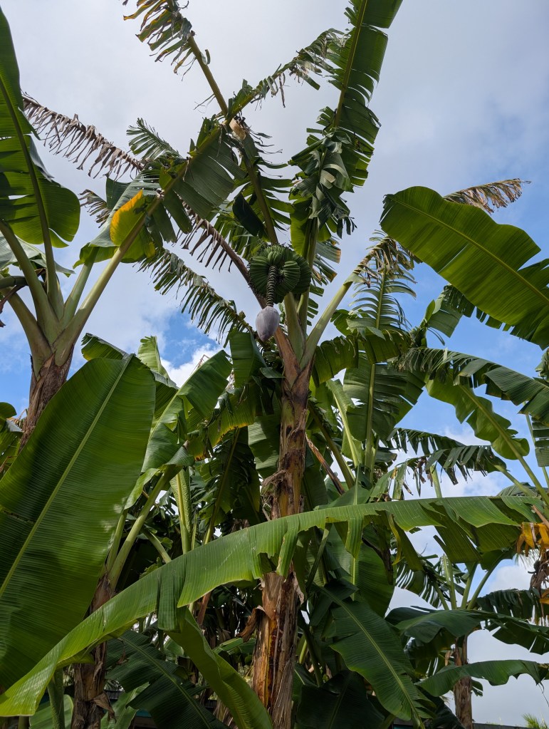 Fruit & Spice Park
Homestead, FL
Nature
Traveling with the Trapps
Florida
Parks