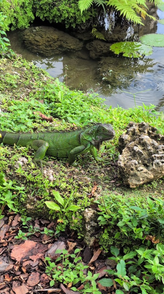Fruit & Spice Park
Homestead, FL
Nature
Traveling with the Trapps
Florida
Parks