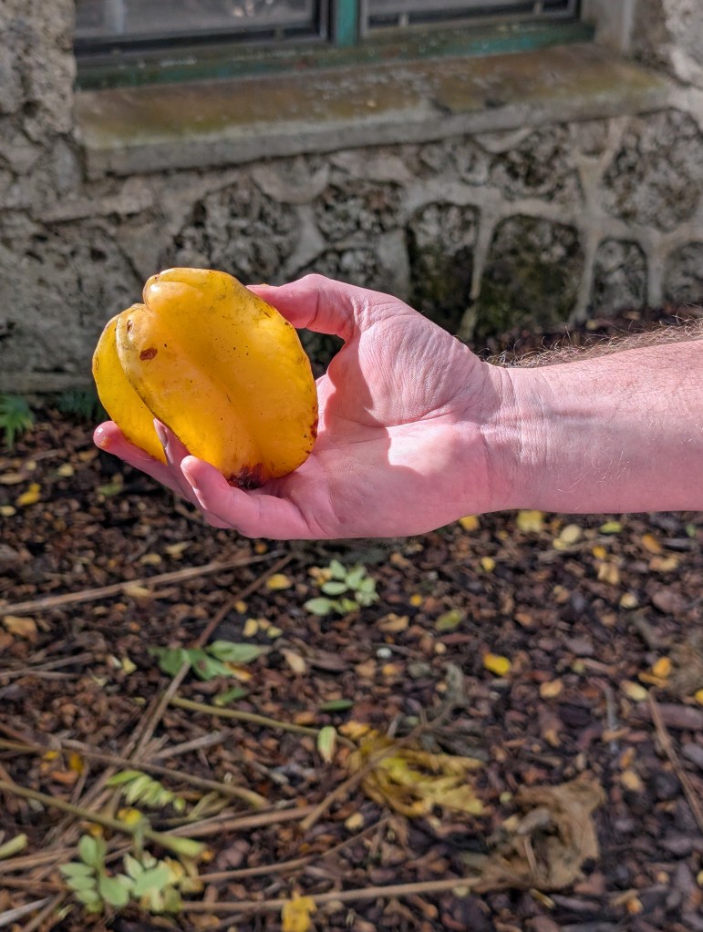 Fruit & Spice Park
Homestead, FL
Nature
Traveling with the Trapps
Florida
Parks