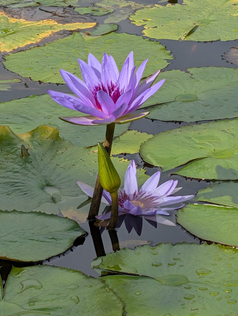 Fruit & Spice Park
Homestead, FL
Nature
Traveling with the Trapps
Florida
Parks