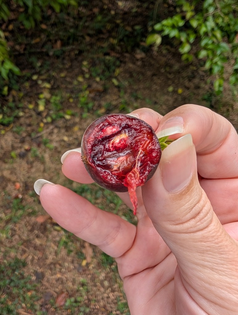 Fruit & Spice Park
Homestead, FL
Nature
Traveling with the Trapps
Florida
Parks