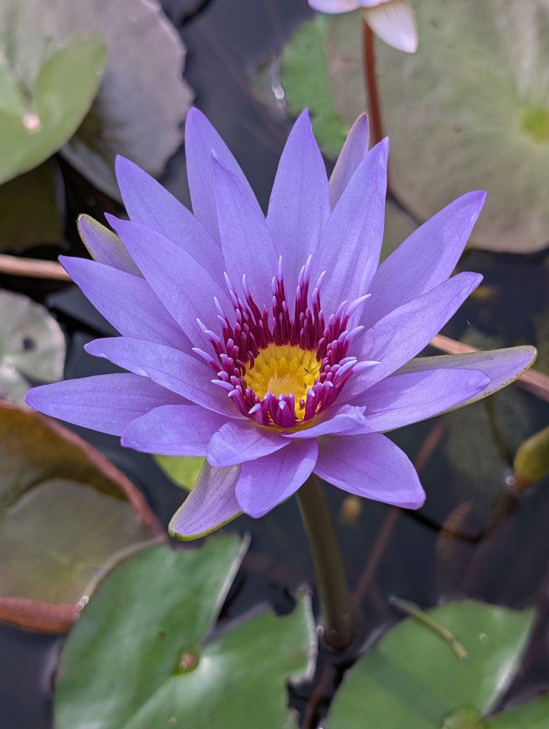 Fruit & Spice Park
Homestead, FL
Nature
Traveling with the Trapps
Florida
Parks