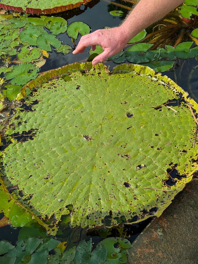 Fruit & Spice Park
Homestead, FL
Nature
Traveling with the Trapps
Florida
Parks