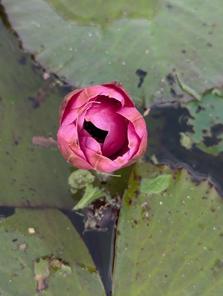 Fruit & Spice Park
Homestead, FL
Nature
Traveling with the Trapps
Florida
Parks