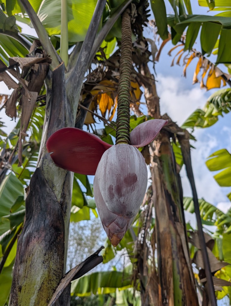 Fruit & Spice Park
Homestead, FL
Nature
Traveling with the Trapps
Florida
Parks
