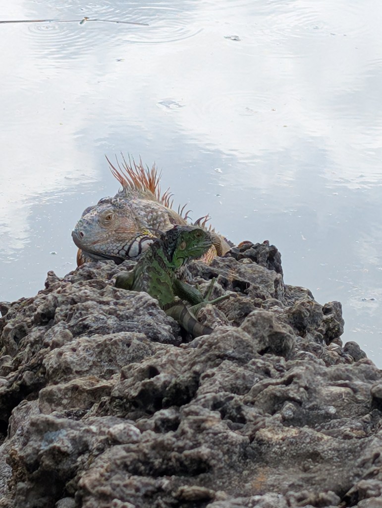 Fruit & Spice Park
Homestead, FL
Nature
Traveling with the Trapps
Florida
Parks