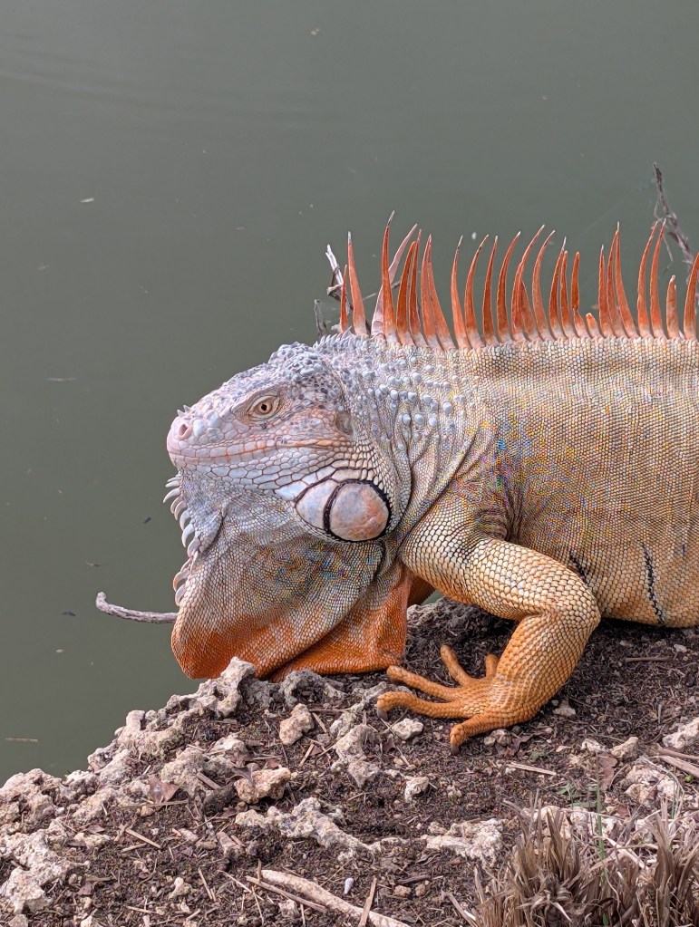 Fruit & Spice Park
Homestead, FL
Nature
Traveling with the Trapps
Florida
Parks