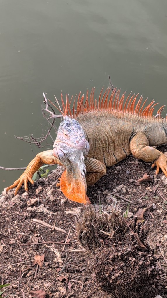 Fruit & Spice Park
Homestead, FL
Nature
Traveling with the Trapps
Florida
Parks