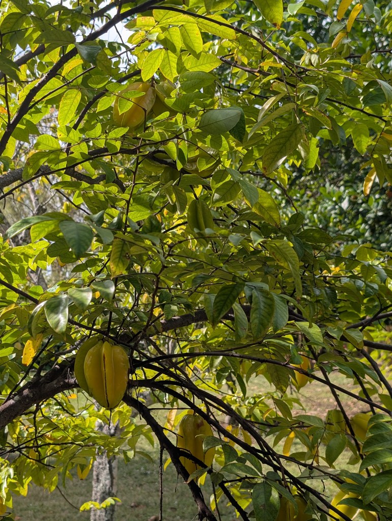 Fruit & Spice Park
Homestead, FL
Nature
Traveling with the Trapps
Florida
Parks