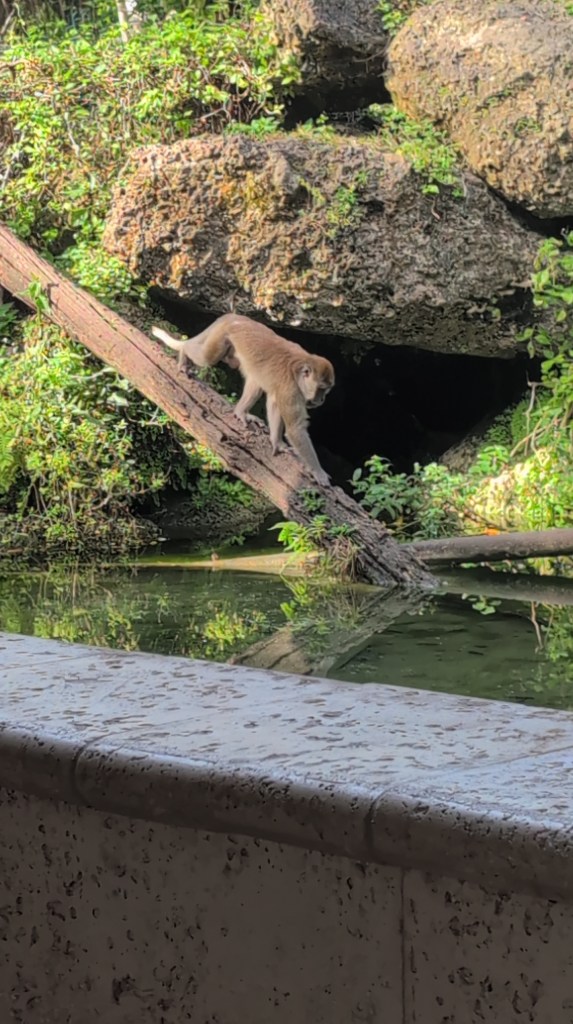 Monkey Jungle
Homestead, FL
Nature
Traveling with the Trapps
Florida
Monkeys
