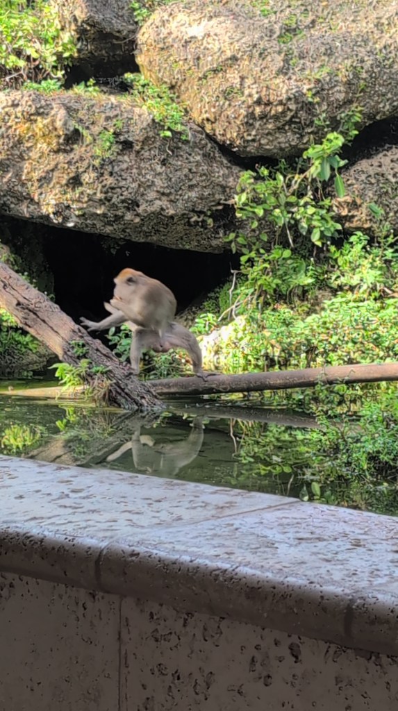 Monkey Jungle
Homestead, FL
Nature
Traveling with the Trapps
Florida
Monkeys
