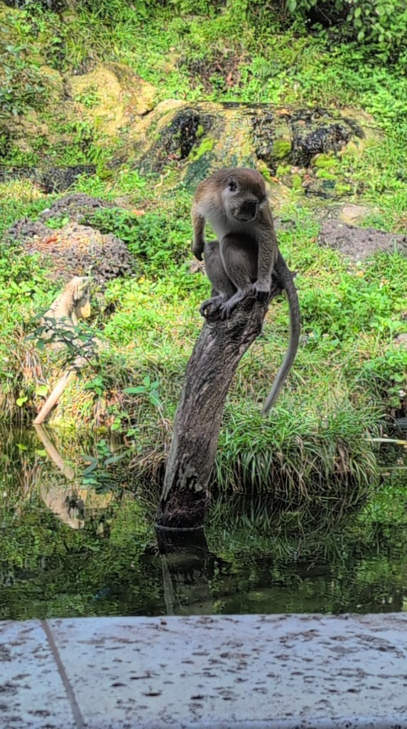 Monkey Jungle
Homestead, FL
Nature
Traveling with the Trapps
Florida
Monkeys
