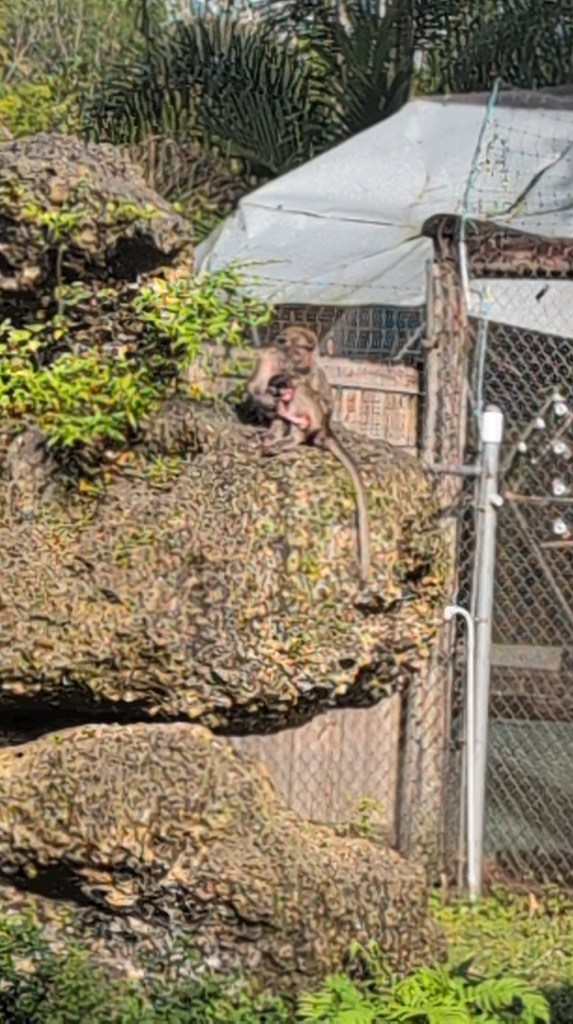 Monkey Jungle
Homestead, FL
Nature
Traveling with the Trapps
Florida
Monkeys
