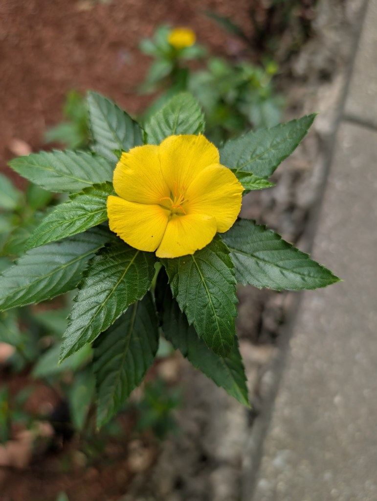 Monkey Jungle
Homestead, FL
Nature
Traveling with the Trapps
Florida
Flowers

