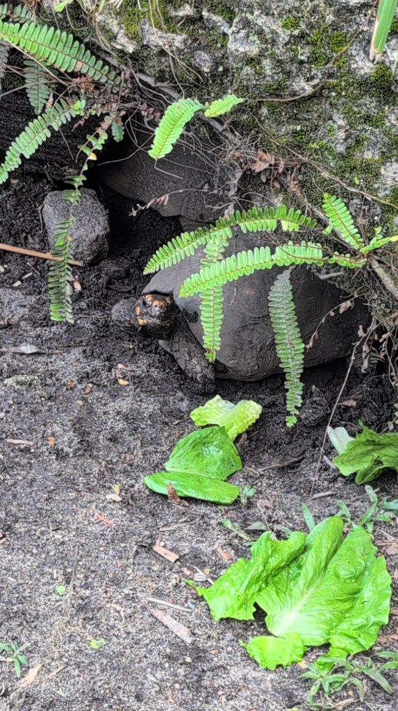 Monkey Jungle
Homestead, FL
Nature
Traveling with the Trapps
Florida
Monkeys
