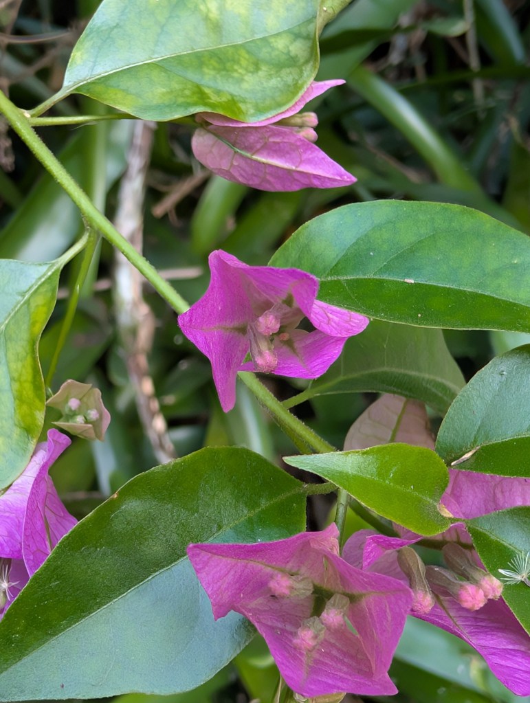 Monkey Jungle
Homestead, FL
Nature
Traveling with the Trapps
Florida
Flowers

