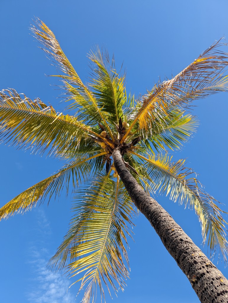 Key Largo
Florida
Florida Keys
John Pennekamp Coral Reef State Park
Florida State Parks
Pennekamp
Traveling with the Trapps