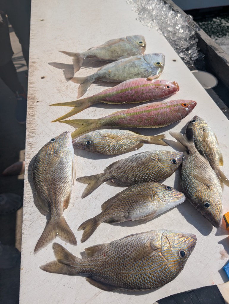 Key Largo
Florida
Florida Keys
Sailors Choice
Fishing
Charter Fishing
Traveling with the Trapps