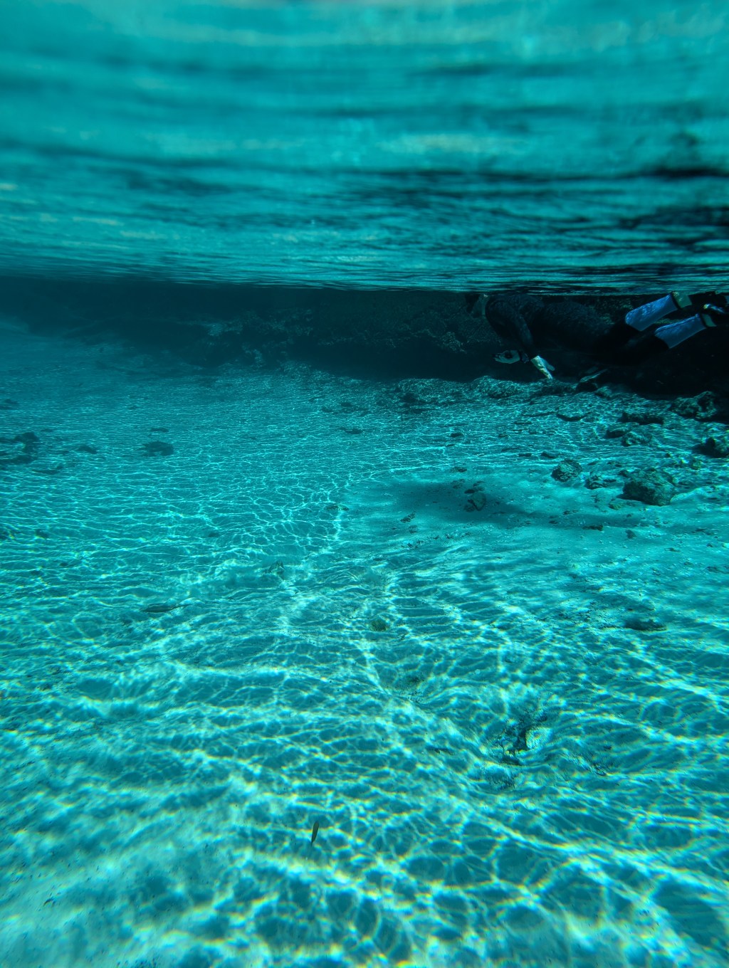 Crystal River, Florida (Swimming with Manatees!)